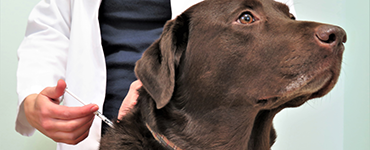 Dog being vaccinated